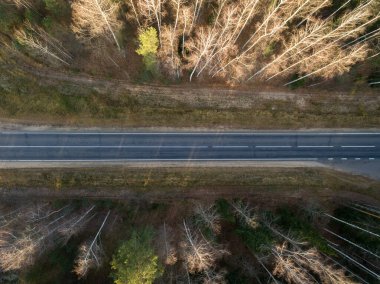 Asfalt yolu sonbaharda yeşil bir ormandan geçiyor. Manzaralı hava manzarası. Üst görünüm