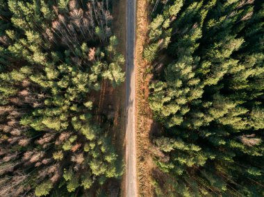 Asfalt yolu sonbaharda yeşil bir ormandan geçiyor. Manzaralı hava manzarası. Üst görünüm