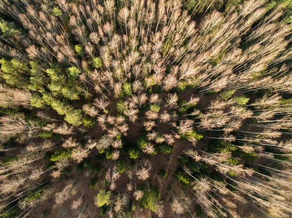 Top view of the autumn forest. Aerial view of the landscape — Stock Photo, Image