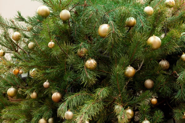 Bei rami verdi Albero di Natale decorato con palline gialle. Anno nuovo sfondo — Foto Stock