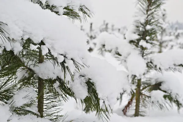 Foresta invernale nella neve — Foto Stock