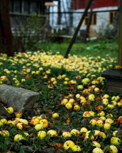 Gula äpplen som ligger under äppelträd på gräs i en trädgård sent på hösten — Stockfoto