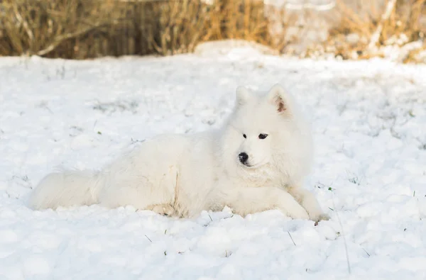 Junger Samohund Ruht Sich Einem Sonnigen Tag Schnee Aus Horizontales — Stockfoto