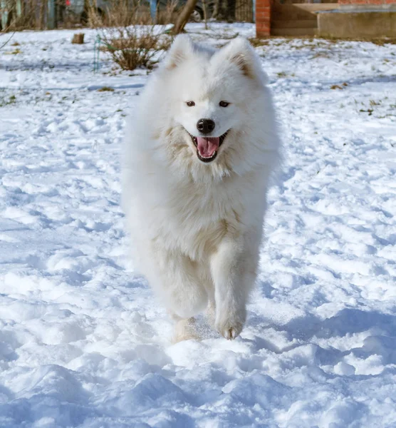 Güneşli bir günde kar üzerinde kameraya doğru koşan mutlu yüzlü bir köpek.