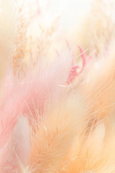 Pastelově Zbarvené Načechrané Sušené Plevele Jako Pozadí Pohled Zblízka Vertikální — Stock fotografie