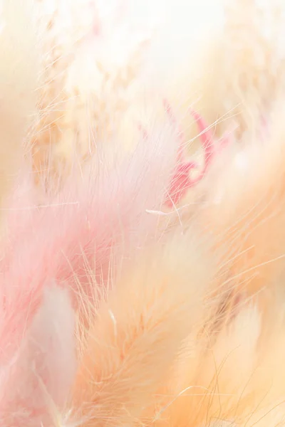 パステルカラーのふわふわ乾燥雑草を背景にしています 閉じたビュー 垂直方向 — ストック写真