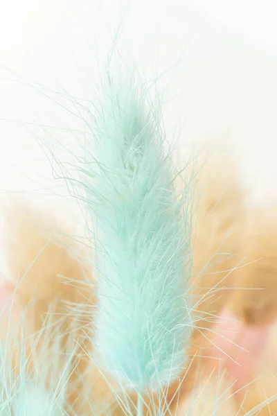 Pale Blue Beige Colored Fluffy Dried Weeds Background Closeup View — Stock Photo, Image