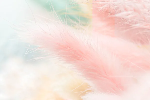 Erbacce Secche Morbide Colore Rosa Pallido Blu Beige Come Sfondo — Foto Stock