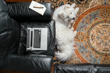 Siyah deri koltukta dizüstü bilgisayarı aç, samoed köpek halıya uzanmış kameraya bakıyor. Ev illüstrasyonunda çalışıyorum. Gerçek hayat sahnesi
