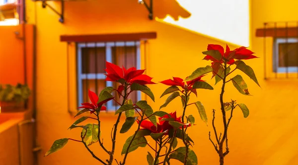 Colorful Red Poinsettias Yellow Wall Guanajuato Mexico — Stock Photo, Image