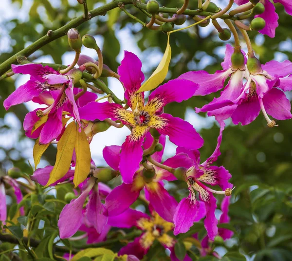 Pink Yellow Blossums Flowers Sea of Galilee Israel — Stock Photo, Image