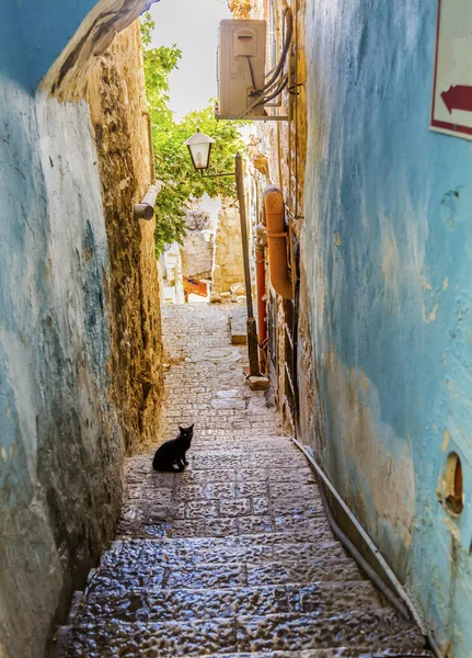 Old Stone Street Alleyway Black Cat Safed Tsefat Israel