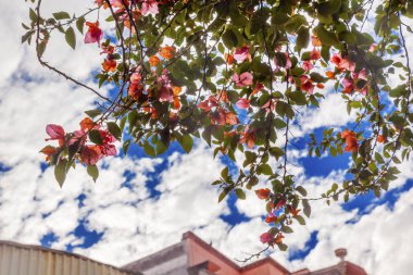 Pembe begonviller mavi gökyüzü San Miguel de Allende Meksika