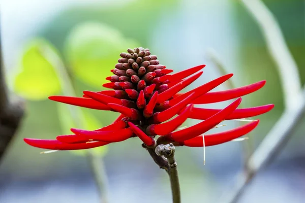 Red Coral Tree Flower Erythrina San Miguel de Allende Mexico — Stock Photo, Image