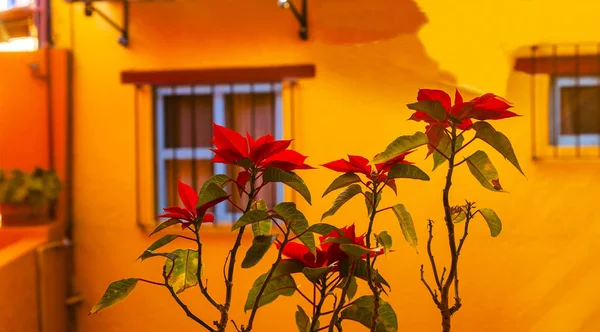 Renkli kırmızı Poinsettas sarı duvar Guanajuato Meksika — Stok fotoğraf