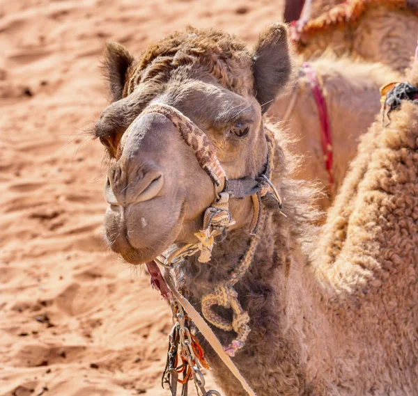 Camel Valley of Moon Wadi Rum Jordan — Stock Photo, Image