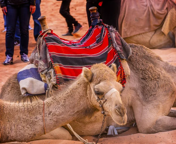 Camels Valley of Moon Wadi Rum Jordan — Stock Photo, Image