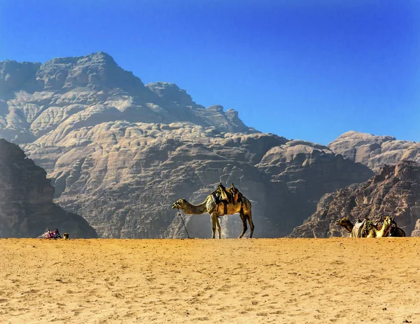 Geel zand Dune Camel vallei van maan Wadi Rum Jordanië — Stockfoto