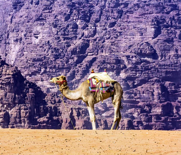 Amarelo areia Duna camelo vale da lua Wadi Rum Jordânia — Fotografia de Stock
