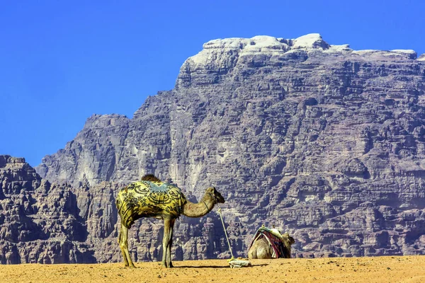 Gul Sand Dune Camel dalen av månen Wadi Rum Jordan — Stockfoto