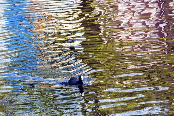 Evropské lyska kachna reflexe kanálu Singel Amsterdam Holandsko Nizozemsko — Stock fotografie