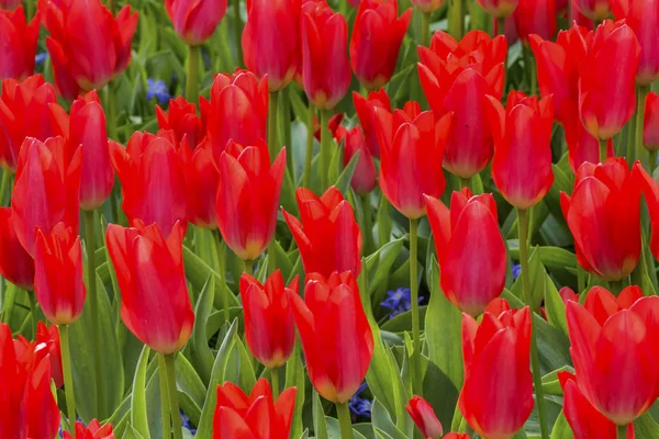Red Tulips Green Leaves Fields Keukenhoff  Lisse Holland Nether — Stock Photo, Image