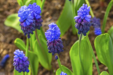 Mavi mor üzüm sümbül yeşil yaprakları alanları Keukenhoff Lisse Hollanda