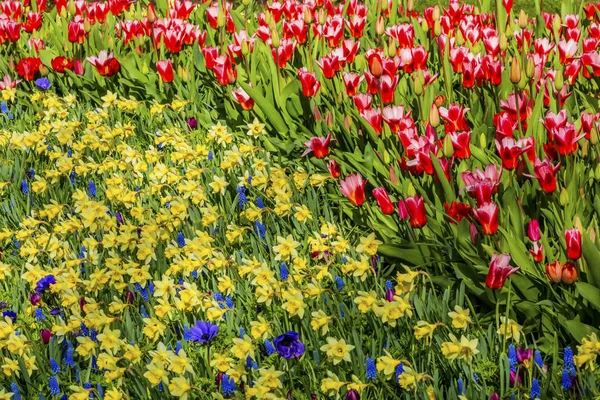 Tulips Yellow Daffodils Fields Keukenhoff  Lisse Holland Netherands — Stock Photo, Image