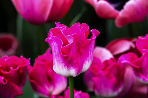 Pink White Fancy Tulips Keukenhoff  Lisse Holland Netherlands — Stock Photo, Image