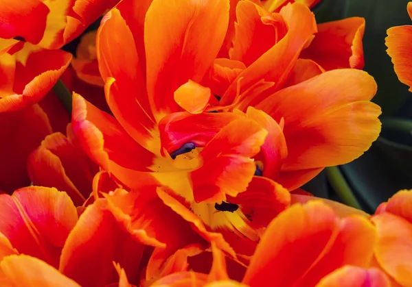 赤オレンジ牡丹空想チューリップ Keukenhoff リスセ オランダ オランダ — ストック写真