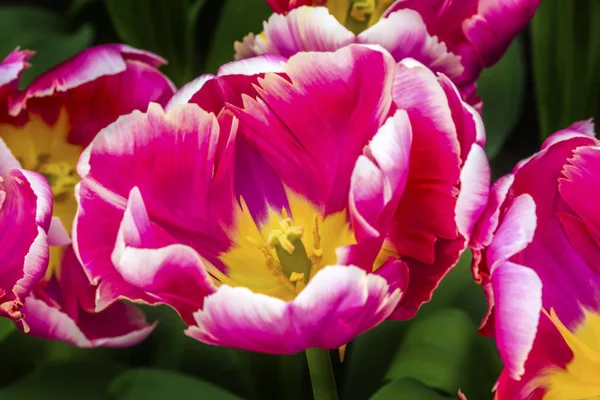 Pink White Yellow Peony Fancy Tulips Keukenhoff  Lisse Holland Netherlands — Stock Photo, Image