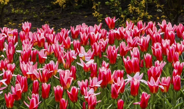 Red White Tulip Fields Keukenhoff  Lisse Holland Netherlands — Stock Photo, Image