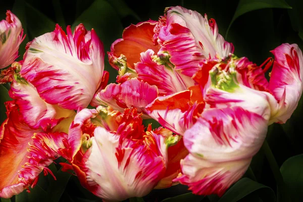 Czerwony piwonia białe tulipany Keukenhoff Lisse Holandia — Zdjęcie stockowe