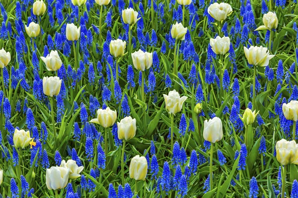 White Tulips Blue Hyacinths Fields Keukenhoff  Lisse Holland Netherlands — Stock Photo, Image