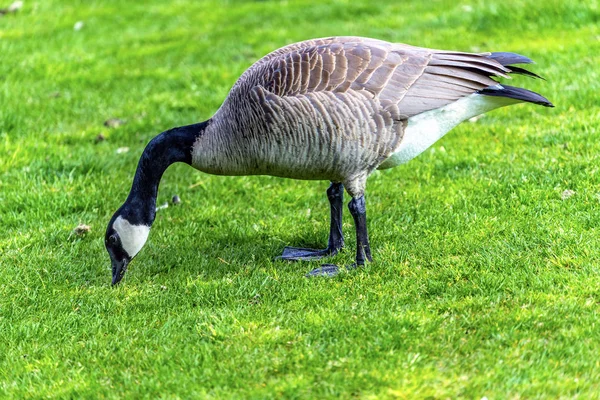 Kanada Goose Lake Coeur d' Alene Idaho — Zdjęcie stockowe