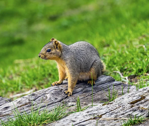 Western Gray Esquilo Lago Coeur d 'Alene Idaho — Fotografia de Stock