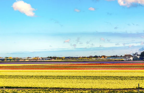 Tulip Fields Farm Lisse Holland Holanda — Fotografia de Stock