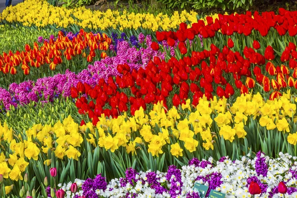 Tulips Daffodils Green Leaves Fields Keukenhoff  Lisse Netherlands — Stock Photo, Image