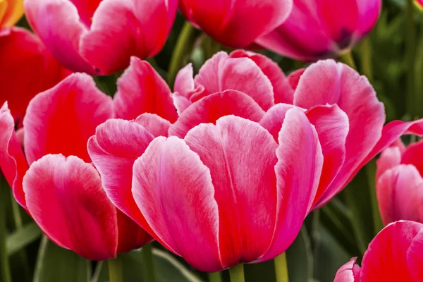 Pink Tulips Keukenhoff  Lisse Holland Netherlands — Stock Photo, Image