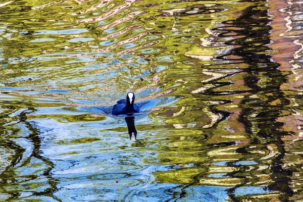 Avrupa Coot ördek yansıma Singel kanal Amsterdam Hollanda Hollanda — Stok fotoğraf