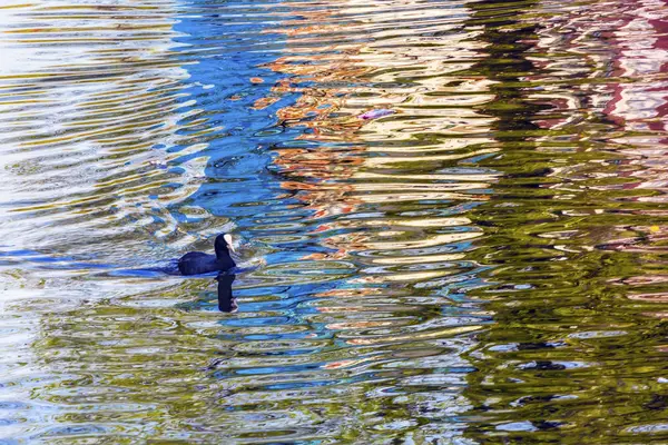 Europese Coot Duck reflectie Singel Canal Amsterdam Holland Nederland — Stockfoto