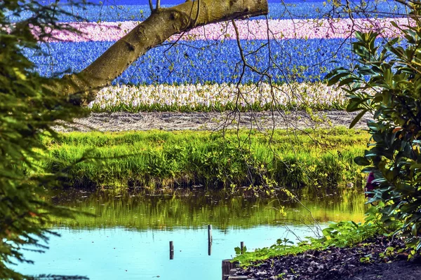 Hyacinth Fields River Reflection Keukenhoff Lisse Olanda Paesi Bassi — Foto Stock