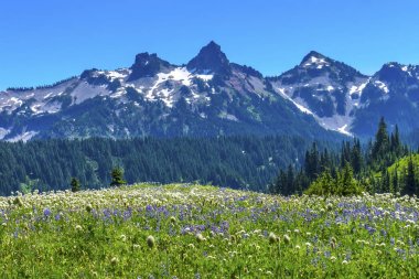 Kır çiçekleri Tatoosh Aralık Paradise Rainier Dağı Milli Parkı W