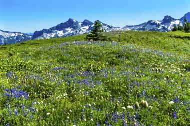 Kır çiçekleri Tatoosh Aralık Paradise Rainier Dağı Milli Parkı Washington