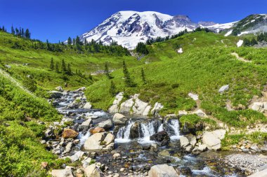 Kır çiçekleri Edith Creek cennet Rainier Dağı Milli Parkı Washinton