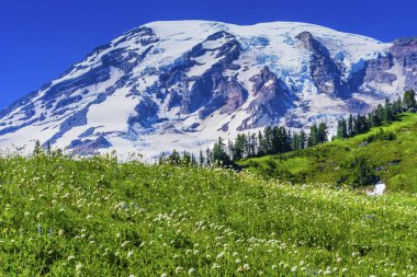 Bistort kır çiçekleri cennet Rainier Dağı Milli Parkı Washington