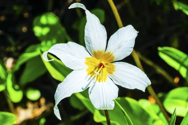 Witte Avalanche Lily Wildflower Mount Rainier paradijs Washington — Stockfoto