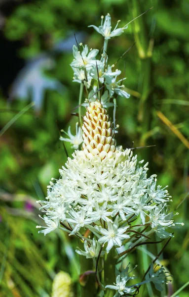 Indischer Pinsel weißes Heidekraut in Nahaufnahme Wildblumen Washington — Stockfoto