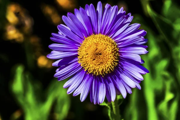 Roxo Amarelo Subalpino Margarida Wildflower Monte Rainier Paraíso Washington — Fotografia de Stock