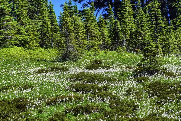 Gigli valanga bianchi Fiori di campo Mount Rainier Paradise Washington — Foto Stock